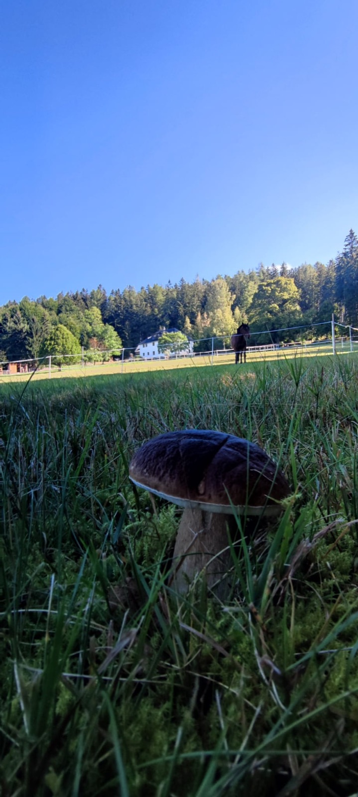 Houbaření kolem hájenky